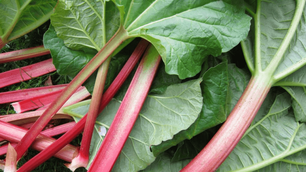 rhubarb, the top 10 easy to grow fruits and vegetables in the UK